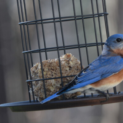 Eastern Bluebird, Virginia, January 2024
