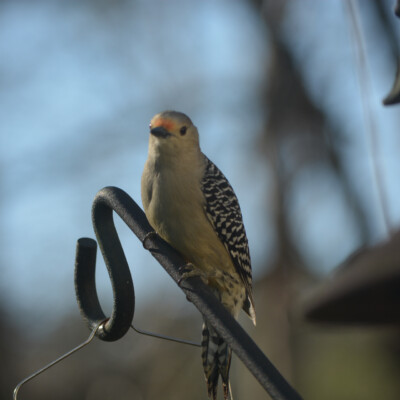 Red-bellied Woodpecker, Virginia, January 2024