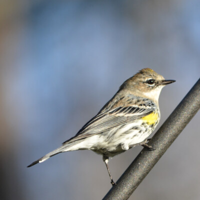 Yellow-rumped Warbler, Virginia, January 2024