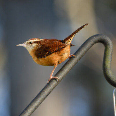 Carolina Wren, Virginia, January 2024