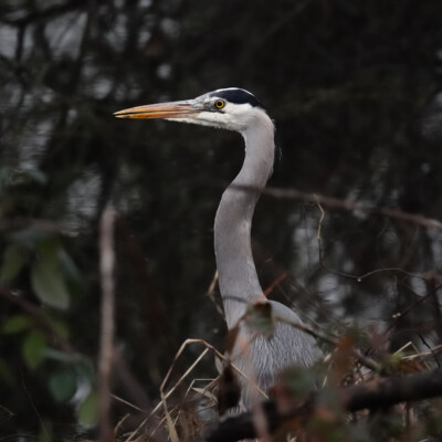 Heron, Tualatin National Wildlife Refuge, Winter 2023-24
