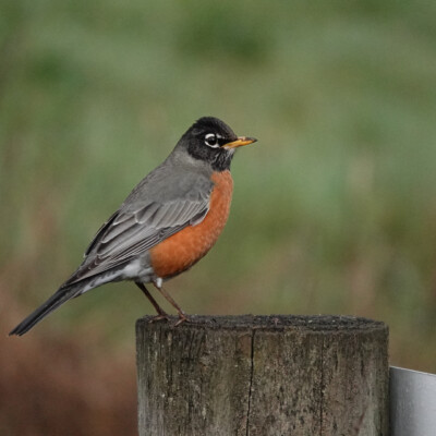 Robin, Tualatin National Wildlife Refuge, Winter 2023-24