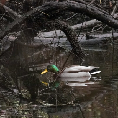 Mallard, Tualatin National Wildlife Refuge, Winter 2023-24
