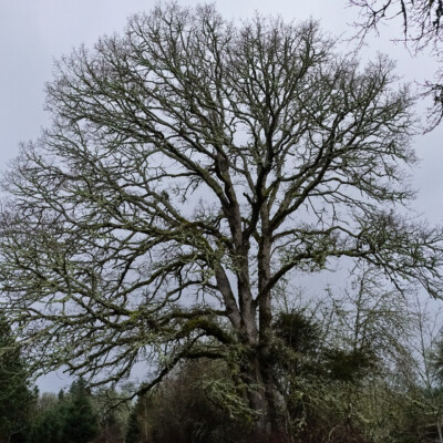 A mighty oak, Tualatin National Wildlife Refuge, Winter 2023-24 A mighty oak, Tualatin River National Wildlife Refuge,Winter 2023-24
