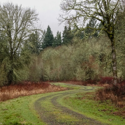 Tualatin National Wildlife Refuge, Winter 2023-24 A closed seasonal trail, Tualatin River National Wildlife Refuge,Winter 2023-24