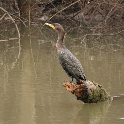 Tualatin National Wildlife Refuge, Winter 2023-24 Cormorant, Tualatin River National Wildlife Refuge,Winter 2023-24