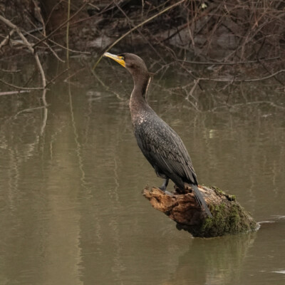 Tualatin National Wildlife Refuge, Winter 2023-24 Cormorant, Tualatin River National Wildlife Refuge,Winter 2023-24