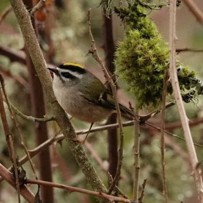 Golden-crowned Kinglet, Tualatin National Wildlife Refuge, Winter 2023-24