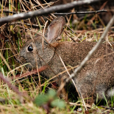 Tualatin National Wildlife Refuge, Winter 2023-24 Rabbit, Tualatin River National Wildlife Refuge,Winter 2023-24