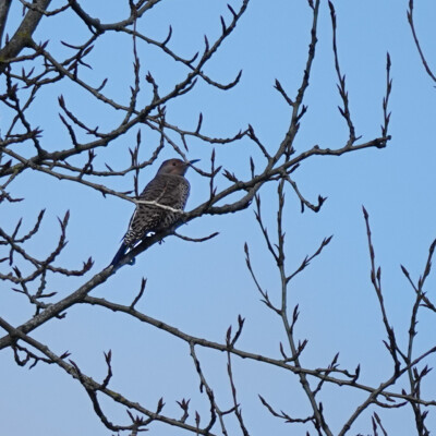 Flicker, at Oaks Bottom, Winter 2023-24 Flicker, at the entry to Oaks Bottom