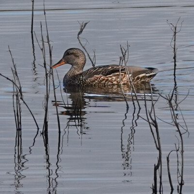 Gadwall, at Oaks Bottom, Winter 2023-24 Gadwall