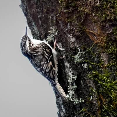 Brown Creeper, at Oaks Bottom, Winter 2023-24 Brown Creeper