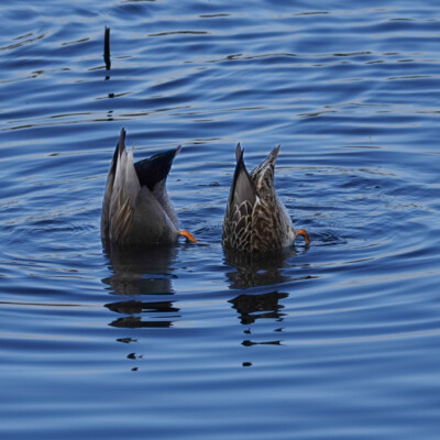 Gadwall pair, bottoms up at Oaks Bottom, Winter 2023-24 Gadwall pair, bottoms up at Oaks Bottom