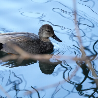 Gadwall, at Oaks Bottom, Winter 2023-24 Gadwall