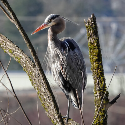 Heron, at Oaks Bottom, Winter 2023-24