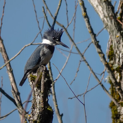 Kingfisher, at Oaks Bottom, Winter 2023-24