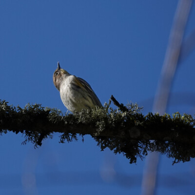 Yellow-rumped warbler, at Oaks Bottom, Winter 2023-24 A Yellow-Rumped Warbler looking up.