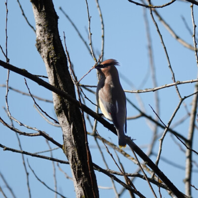 Cedar waxwing, at Oaks Bottom, Winter 2023-24