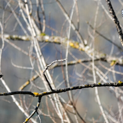 Yellow-rumped warbler, cedar waxwing, and kingfisher, busy in the same tree, at Oaks Bottom, Winter 2023-24 Yellow-rumped warbler, cedar waxwing, and kingfisher, busy in the same tree.