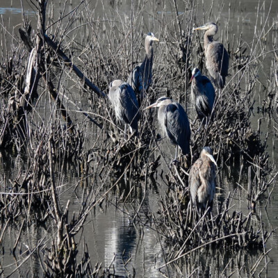 Part of the stand of herons, at Oaks Bottom, Winter 2023-24