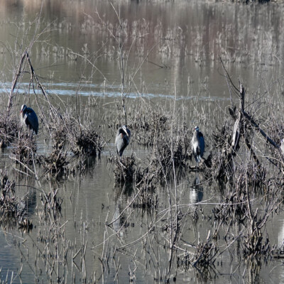 A stand of herons, at Oaks Bottom, Winter 2023-24 A stand of herons -- probably two dozen total.