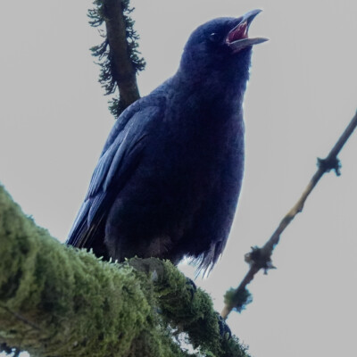 One of many noisy crows at Oaks Bottom, Winter 2023-24 One of many noisy crows at Oaks Bottom. The starlings and robins had a lot to say, too.