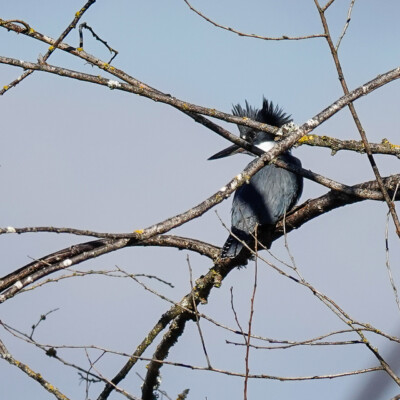 A Kingfisher at Oaks Bottom, Winter 2023-24 Kingfisher