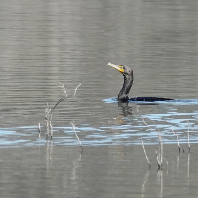 A cormorant at Oaks Bottom, Winter 2023-24