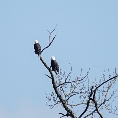 Bald Eagle pair, at Oaks Bottom, Winter 2023-24 I heard these eagles call most of my hike, but didn't see them until I got to the far side and looked back. Another hiker said she saw a pair with a juvenile here last week, and thought that these might be calling for the missing juvenile.