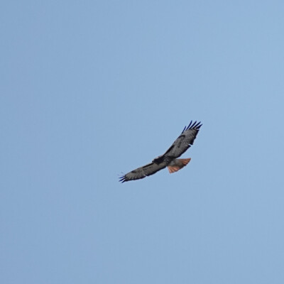 Red-tail Hawk, at Oaks Bottom, Winter 2023-24 Leaving the wetland, this Red-tail Hawk was working the meadow.