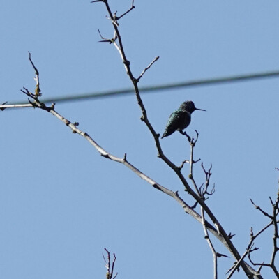 Anna's Hummingbird, at Oaks Bottom, Winter 2023-24 This hummingbird kept an eye on the meadow from its high perch.