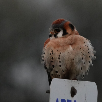 Kestrel, at Ridgefield NWR, Winter 2023-24