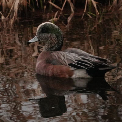 Wigeon, at Ridgefield NWR, Winter 2023-24
