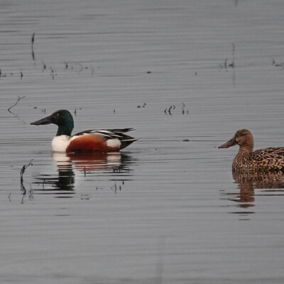 Northern Shoveler, at Ridgefield NWR, Winter 2023-24