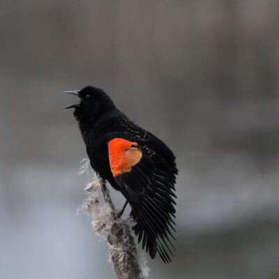 Red-wing Blackbird announcing its presence, at Ridgefield NWR, Winter 2023-24