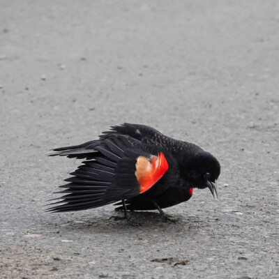 Red-winged Blackbird, at Ridgefield NWR, Winter 2023-24