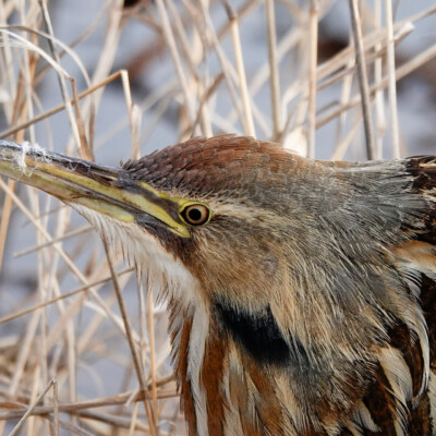 Bittern, at Ridgefield NWR, Winter 2023-24