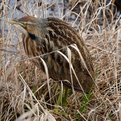 Bittern, at Ridgefield NWR, Winter 2023-24