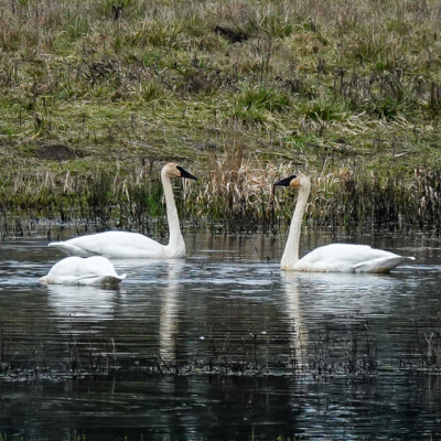 Trumpeter Swan, at Ridgefield NWR, Winter 2023-24