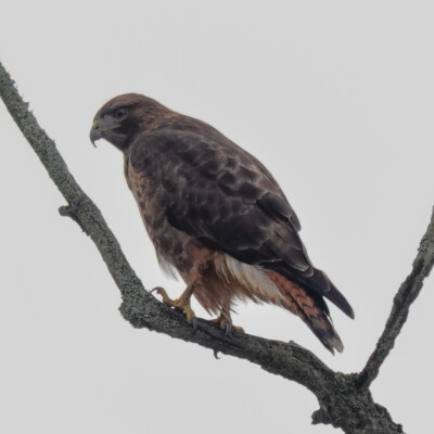 Red-tailed hawk, at Ridgefield NWR, Winter 2023-24