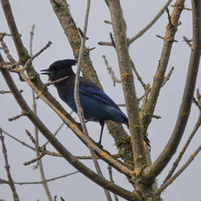 Steller's Jay, caught mimicking a Red-Tail Hawk, at Ridgefield NWR, Winter 2023-24