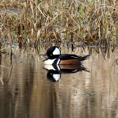 Hooded Merganser, at Ridgefield NWR, Winter 2023-24