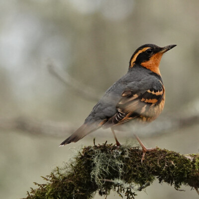 Varied Thrush, at Ridgefield NWR, Winter 2023-24