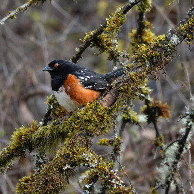 Towhee, at Ridgefield NWR, Winter 2023-24