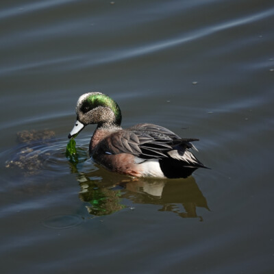 Wigeon, at Nisqually NWR, Spring 2024