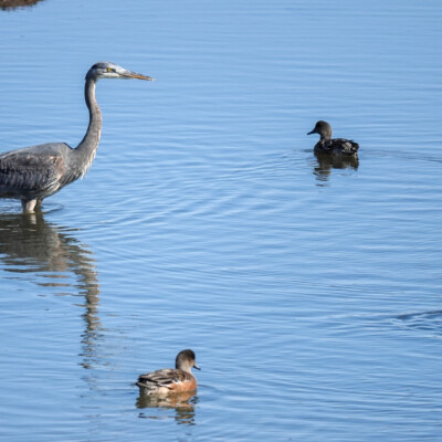 Heron, at Nisqually NWR, Spring 2024 Nancy's caption: Who am I at this party?