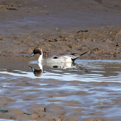Pintail, at Nisqually NWR, Spring 2024
