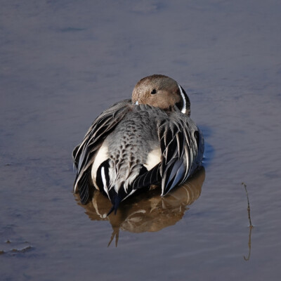 Pintail, at Nisqually NWR, Spring 2024 Pintail at rest