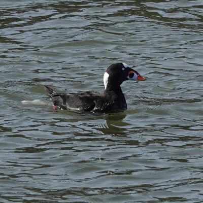 Surf Scoter, at Nisqually NWR, Spring 2024