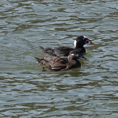 Surf Scoter, at Nisqually NWR, Spring 2024 Surf Scoter pair. They were part of a larger group, showing off their synchronized diving.